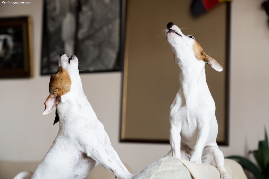 Why Do Dogs Howl at Sirens? The Surprising Truth Revealed