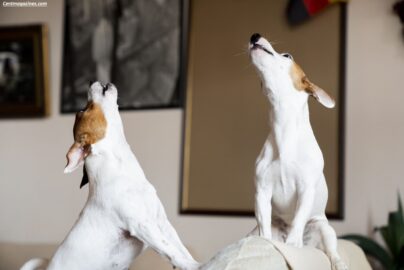 Why Do Dogs Howl at Sirens? The Surprising Truth Revealed