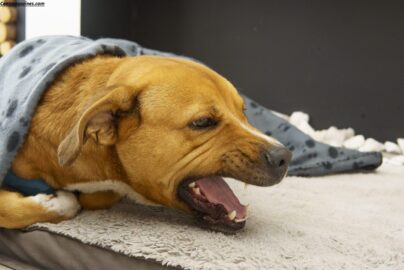 Why Is My Dog Coughing? 7 Alarming Causes Every Owner Should Know