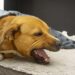Why Is My Dog Coughing? 7 Alarming Causes Every Owner Should Know