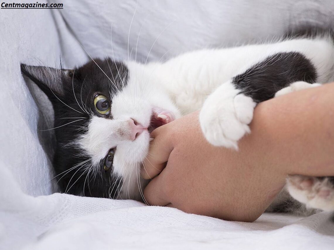 Why Does My Cat Bite Me? 7 Surprising Reasons