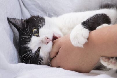 Why Does My Cat Bite Me? 7 Surprising Reasons