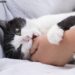 Why Does My Cat Bite Me? 7 Surprising Reasons