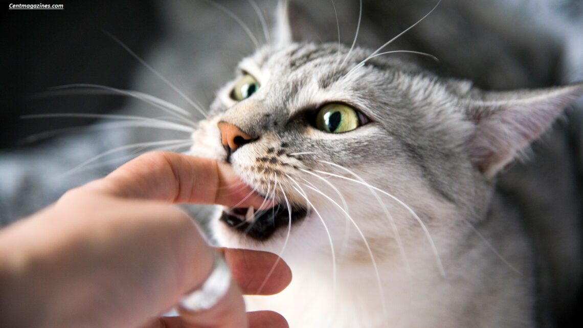 Why Is My Cat Biting Me? 9 Surprising Reasons