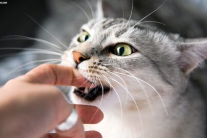 Why Is My Cat Biting Me? 9 Surprising Reasons