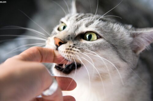 Why Is My Cat Biting Me? 9 Surprising Reasons