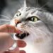 Why Is My Cat Biting Me? 9 Surprising Reasons