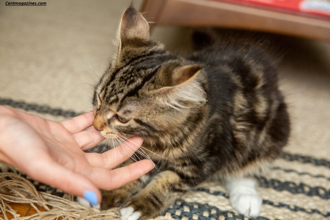 Why Is My Cat Biting Me? 9 Surprising Reasons