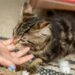 Why Is My Cat Biting Me? 9 Surprising Reasons