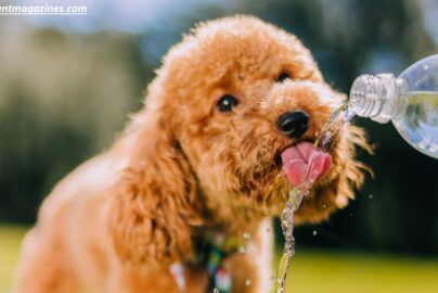 Why Does My Dog Drink So Much Water? Causes, Warning Signs & What to Do
