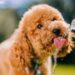 Why Does My Dog Drink So Much Water? Causes, Warning Signs & What to Do