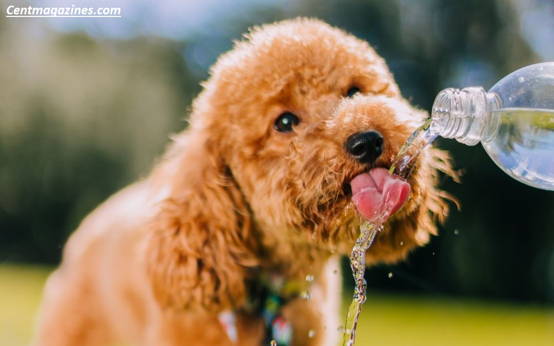 Why Does My Dog Drink So Much Water? Causes, Warning Signs & What to Do