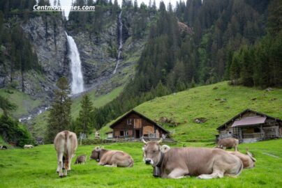 Why Do Cows Wear Bells? Surprising Truth Revealed