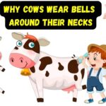 Why Do Cows Wear Bells? Surprising Truth Revealed