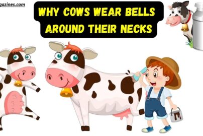 Why Do Cows Wear Bells? Surprising Truth Revealed