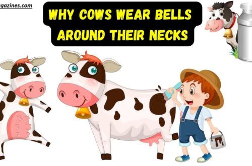Why Do Cows Wear Bells? Surprising Truth Revealed