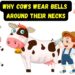 Why Do Cows Wear Bells? Surprising Truth Revealed