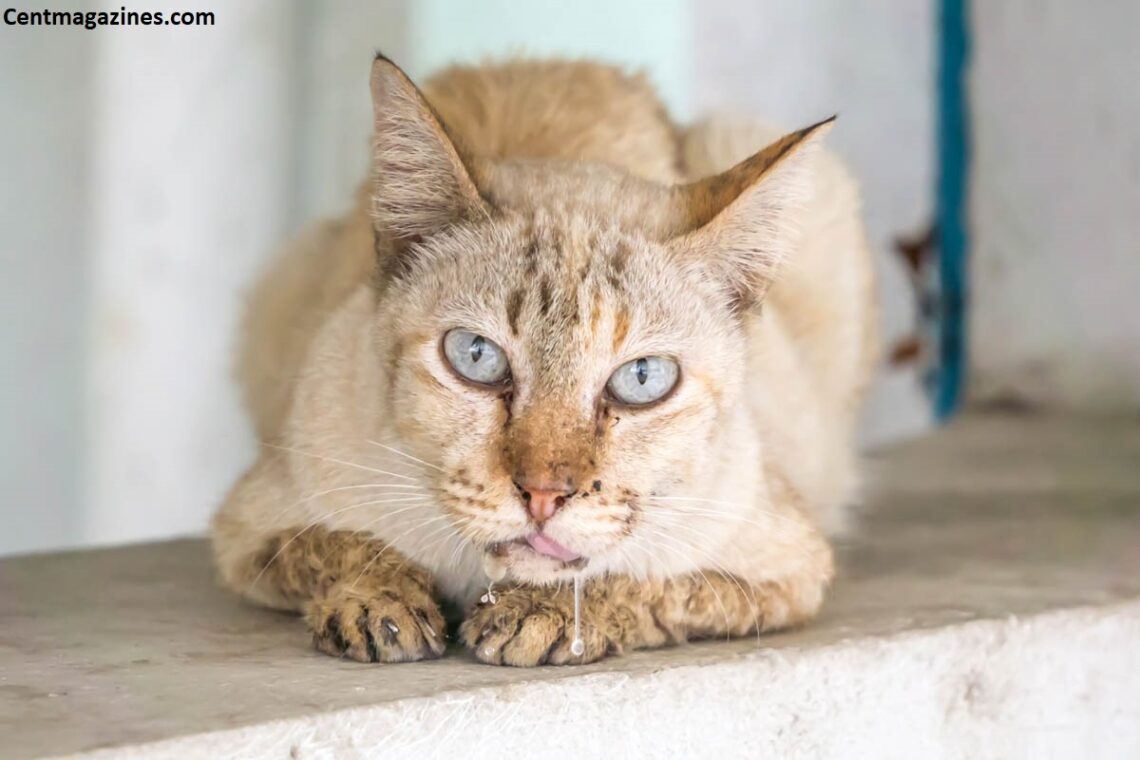 Why Is My Cat Drooling Thick Saliva? Here's What It Actually Means