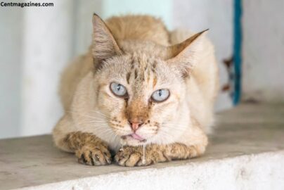 Why Is My Cat Drooling Thick Saliva? Here's What It Actually Means
