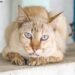 Why Is My Cat Drooling Thick Saliva? Here's What It Actually Means