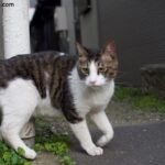 Why Is My Cat Limping? Here's What Likely Happened (and What to Do)