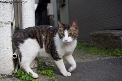 Why Is My Cat Limping? Here's What Likely Happened (and What to Do)