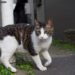 Why Is My Cat Limping? Here's What Likely Happened (and What to Do)