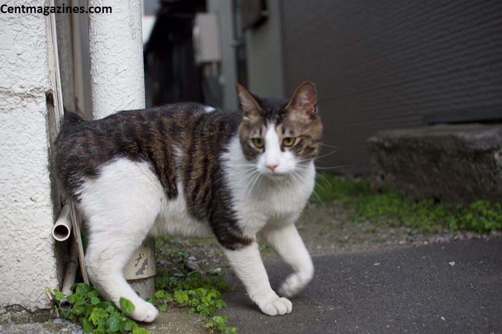 Why Is My Cat Limping? Here's What Likely Happened (and What to Do)