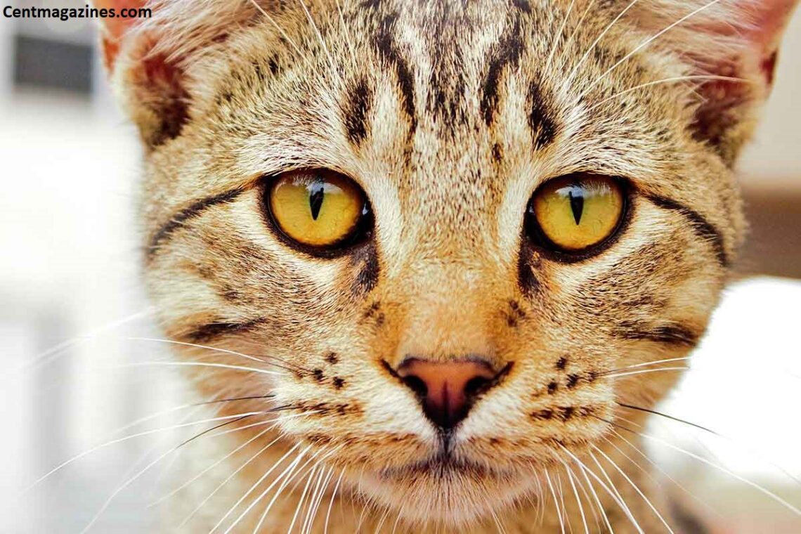 Why Do Cats Pupils Get Big? I Finally Looked It Up After My Cat Scared Me Half to Death