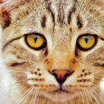 Why Do Cats Pupils Get Big? I Finally Looked It Up After My Cat Scared Me Half to Death