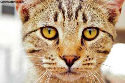 Why Do Cats Pupils Get Big? I Finally Looked It Up After My Cat Scared Me Half to Death