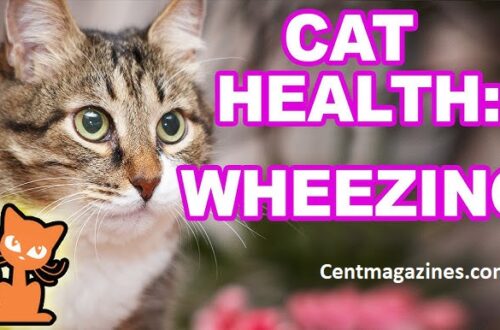 Why Is My Cat Wheezing? (Here's What I Learned the Hard Way)