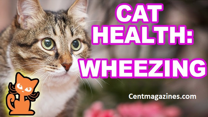 Why Is My Cat Wheezing? (Here's What I Learned the Hard Way)
