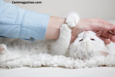 Why Do Cats Bite When You Pet Them? The Real Reason Vets Want You to Know