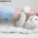 Why Do Cats Bite When You Pet Them? The Real Reason Vets Want You to Know