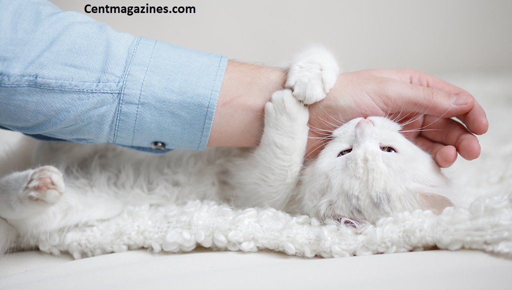 Why Do Cats Bite When You Pet Them? The Real Reason Vets Want You to Know